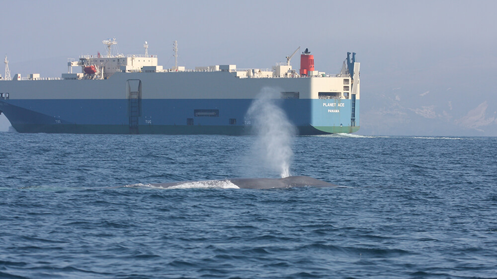 a whale swims with a large ship in the background
