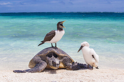 Adult and chick brown booby (Sula leucogaster) with Hawaiian Green sea turtle / honu (Chelonia mydas).