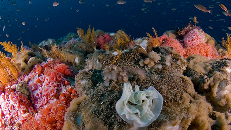 close up view of a coral reef