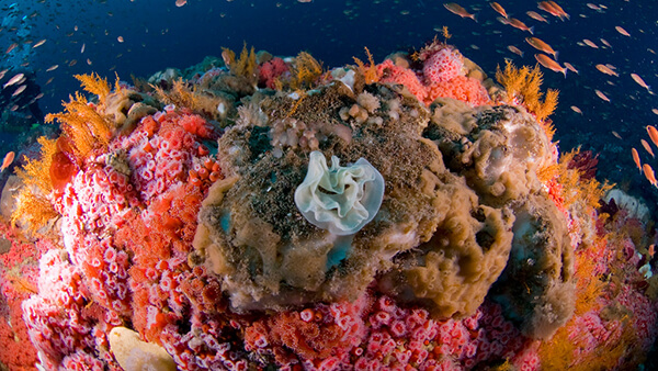 fish swim around brightly colored corals
