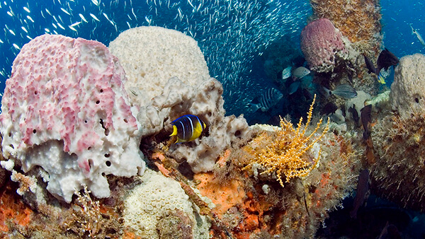 fish swim around brightly colored corals
