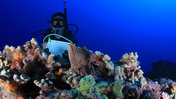 Diver near a coral reef
