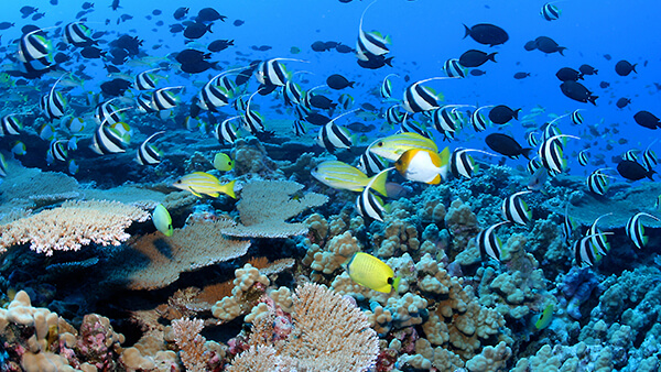 many tropical fish swim around a coral reef