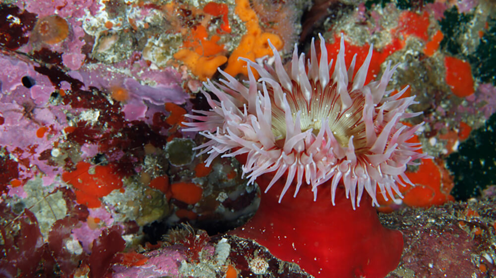 a large red anemone on a deep, cold coral reef