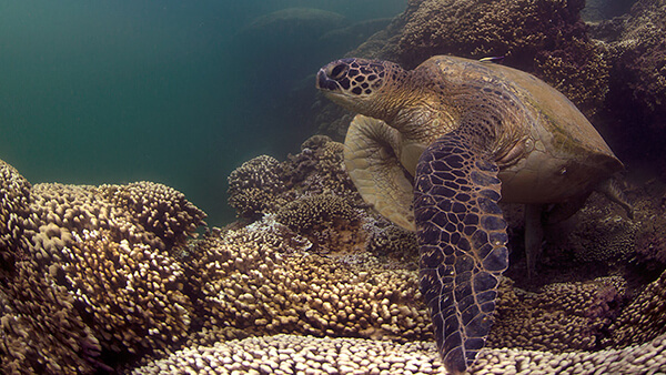 a sea turtle swims near coral