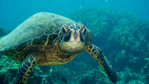 a closeup of a sea turtle
