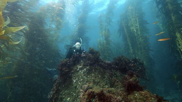 Diver next to plants from the coral reef