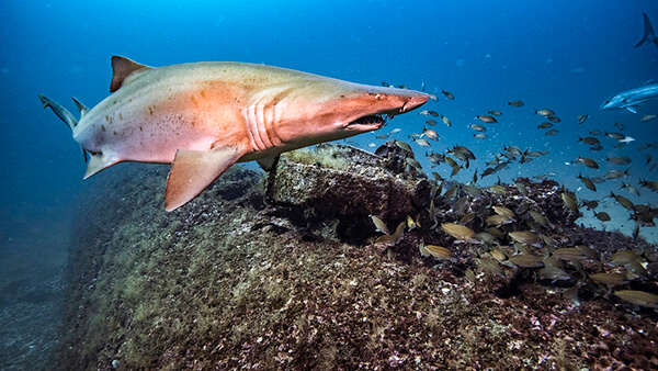 a sand tiger shark swims above a shipwreck