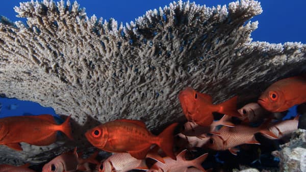 Fish under coral reef