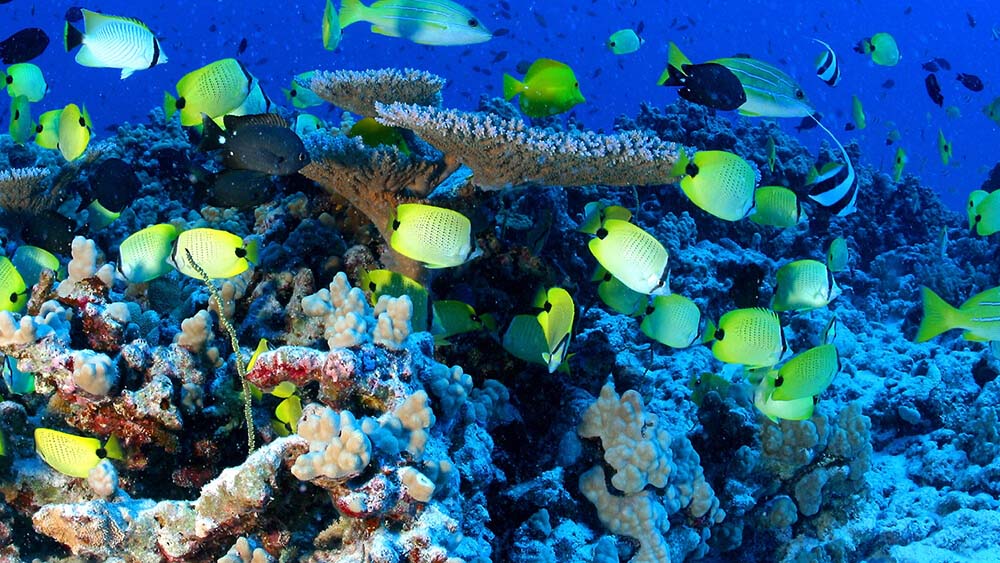 tropical fish swim around a coral reef