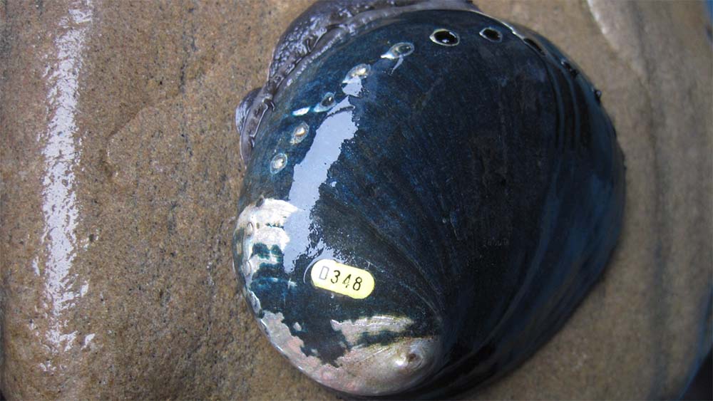 a black abalone with a tiny ID tag on its shell