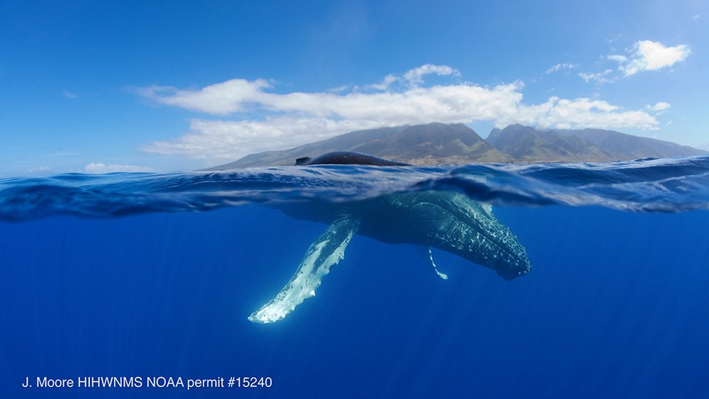 humpback whale swimming