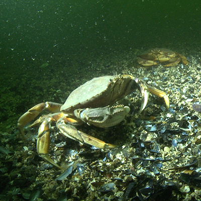 a crab on the seafloor