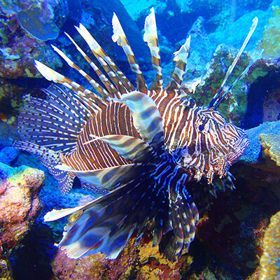 a lionfish near a reef