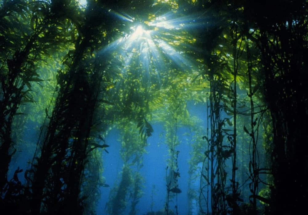 sun shining through a kelp forest