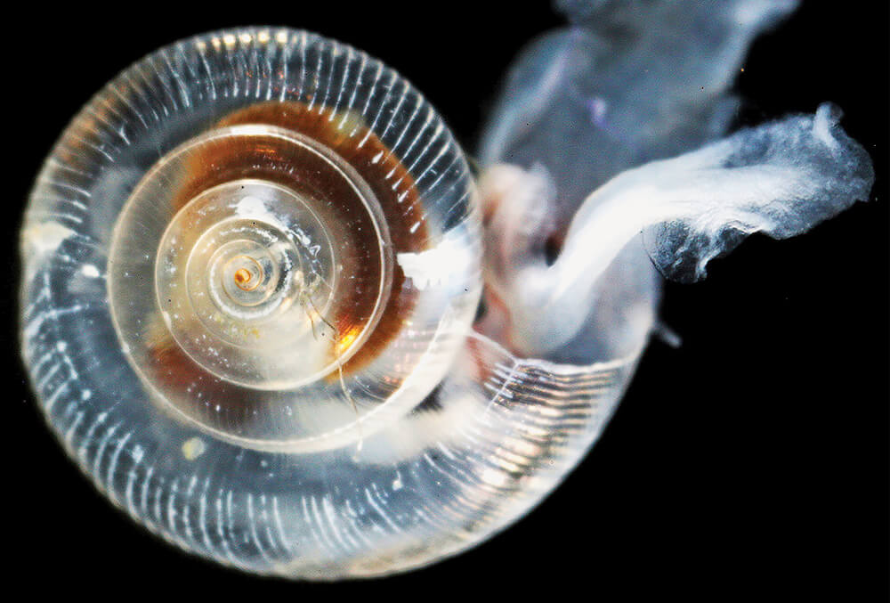 a small marine snail