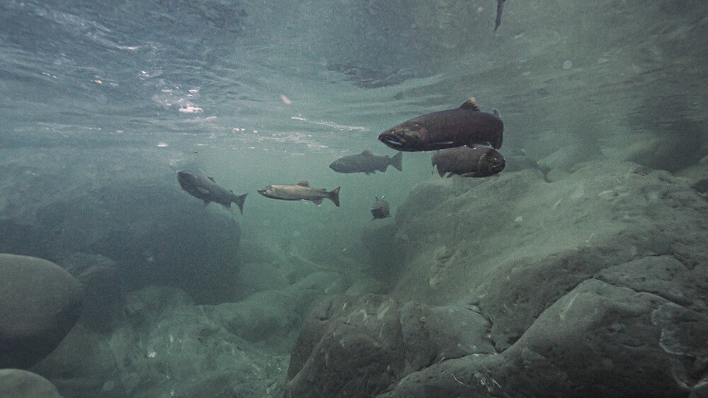 Dark colored salmon swimming under the surface in a clear, rocky river.