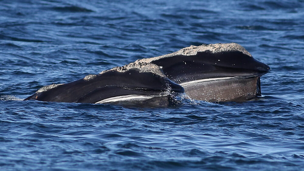 a whale grazes for food at the water's surface. The mouth is open and the baleen are visible.