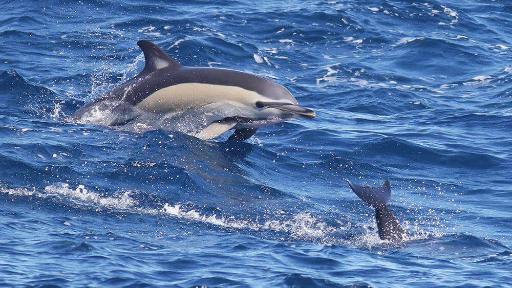 a common dolphin jumping out of the water
