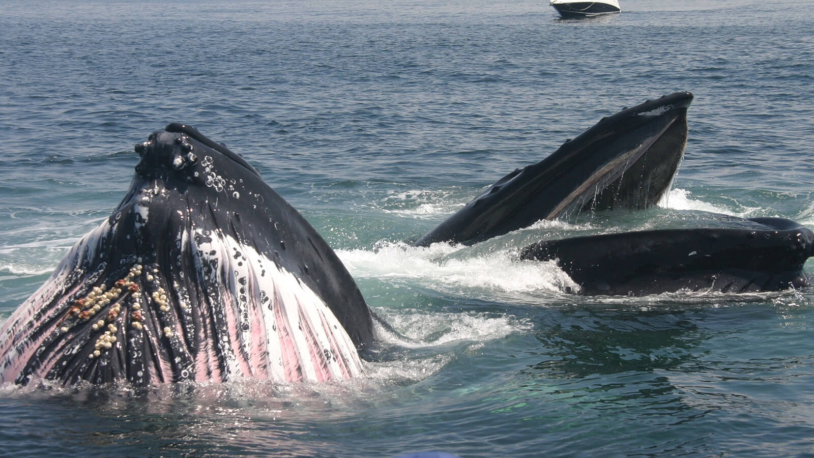 two whales feed at the water's surface