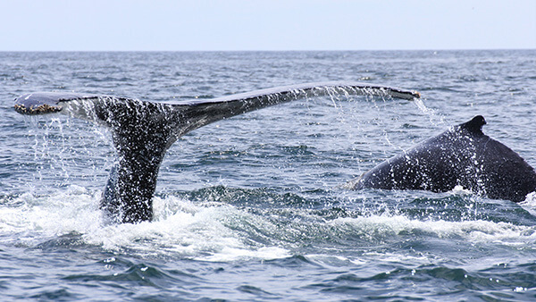 a whale tail breaching the surface of the water