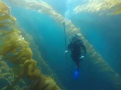 diver in a kelp forest