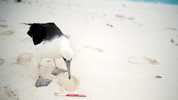 a seabird looks down at a toothbrush on a white sandy beach