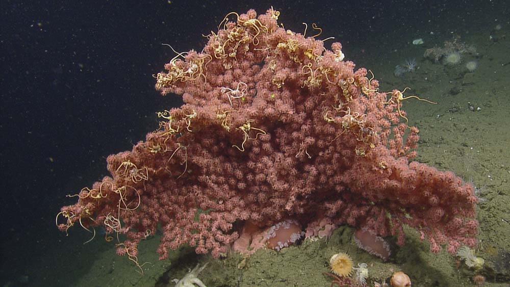 a pink coral with large polyps and many brittle stars living amongst its branches