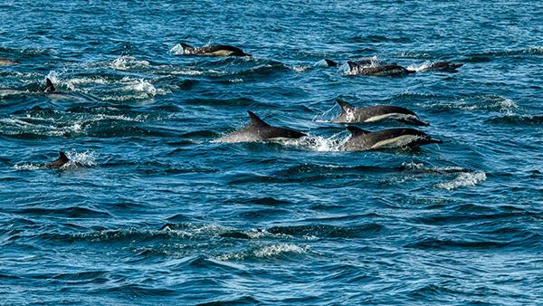 Members of a pod of dolphins leap out of the water