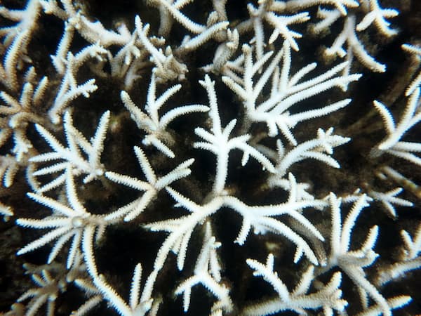 Close up of a coral reef branch