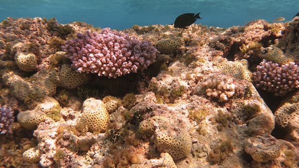 fish swim in coral reef