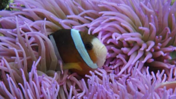 Nemo lesson activity