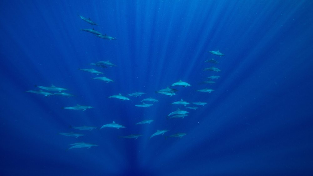 Spinner dolphins underwater