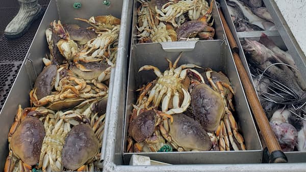Collection of crabs that were captured