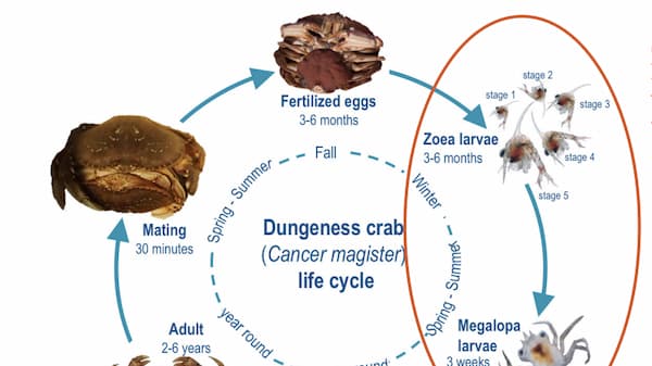 crabs cycle