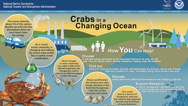 informational poster about crabs in the changing acidification