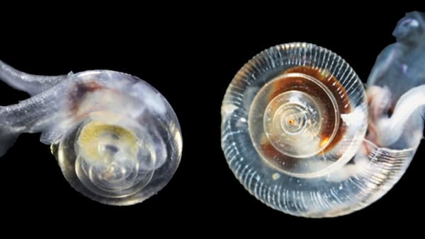 Snail shells under water