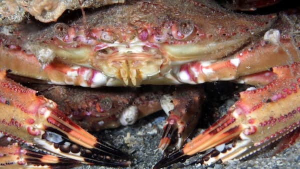 Close up of a crab