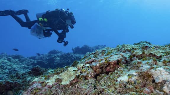 Diver next to a coral reef