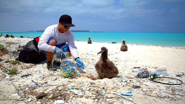 a person cleans up marine debrisnear an albatross