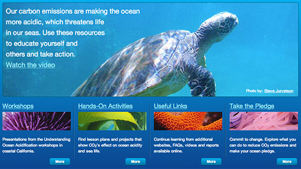 a sea turtle surround by information on ocean acidification activities