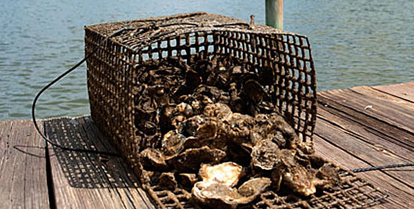 oysters that have been pulled out of the water