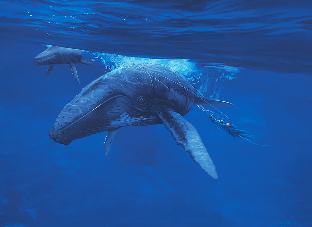 painting of two whale swimming, one has marine debris wrapped around it