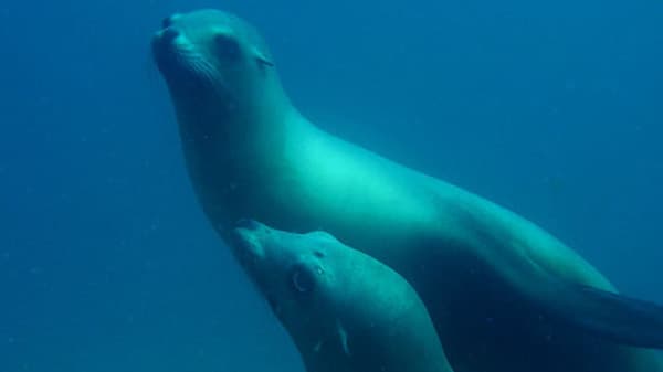 two sea lions swimming