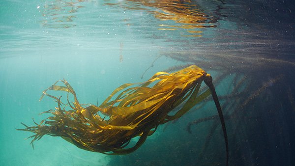 kelp swaying in the waves