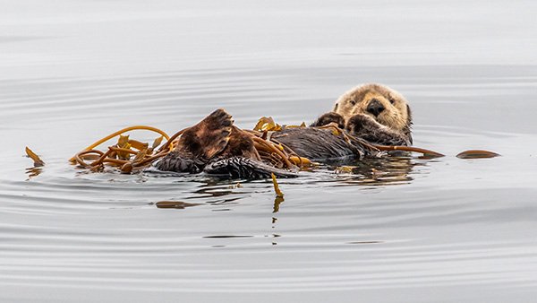 sea otter swimming on it's back holding kelp