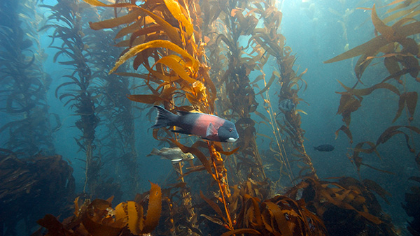 sheephead swimming in a kelp forest