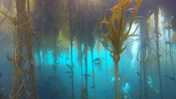 blue rockfish swimming in a bull kelp forest