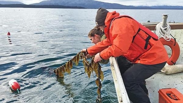 two people harvesting kelp onto the side of a boat. Credit: University of Alaska/Mike Stekoll