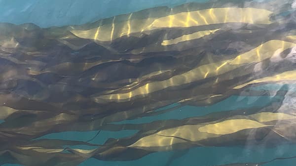 kelp just under the surface of the water